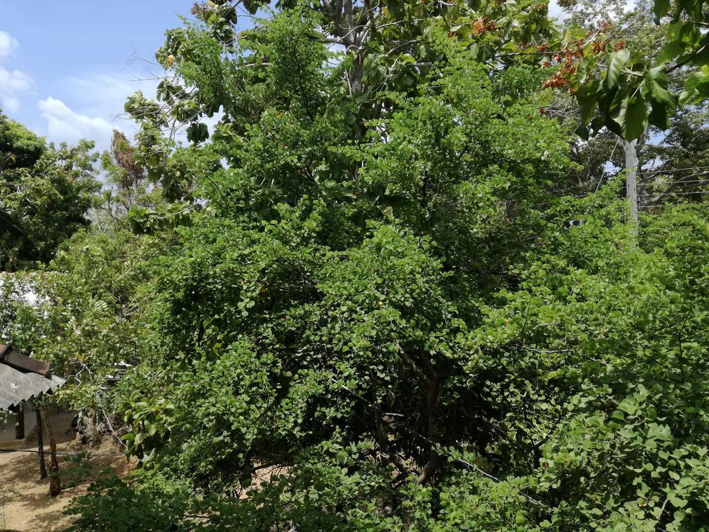 Sigiri Forest View Szigirija Kültér fotó